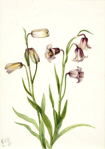 Fritillaria biflora, 1935 da Mary Vaux Walcott