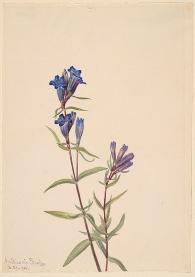 Gentian (Gentiana affinis) da Mary Vaux Walcott