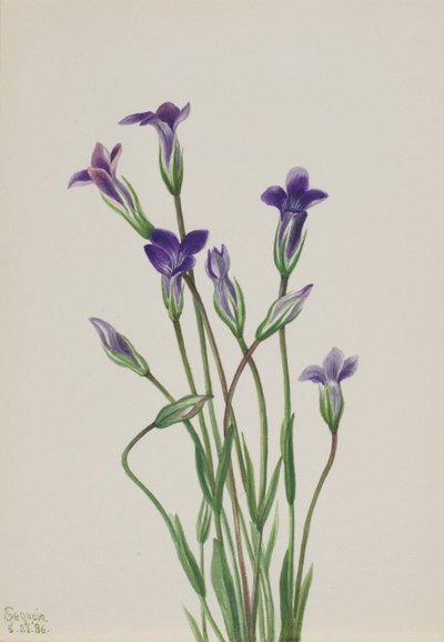 Genziana (Gentiana holopetala) da Mary Vaux Walcott