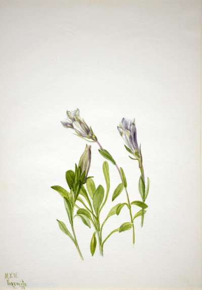 Genziana (Gentiana newberri) da Mary Vaux Walcott