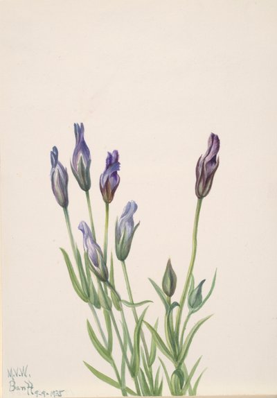 Genziana da Mary Vaux Walcott