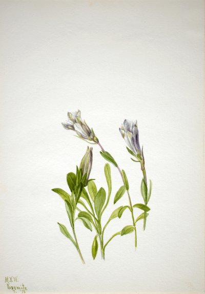Genziana Gentiana newberri, 1938 da Mary Vaux Walcott