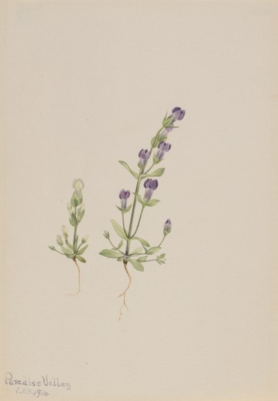 Gentiana propingua da Mary Vaux Walcott