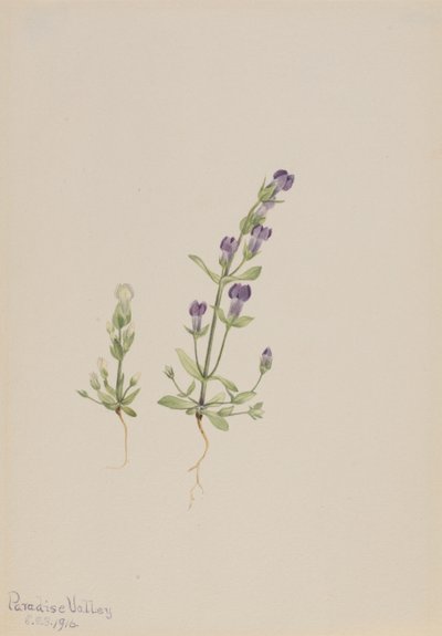 Gentiana propingua, 1916 da Mary Vaux Walcott