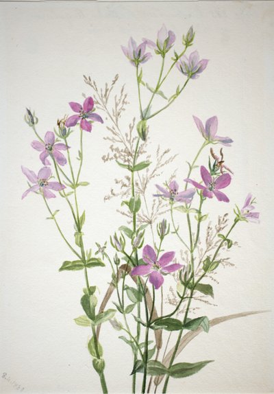 Genzianaceasi sabbalia angularis da Mary Vaux Walcott