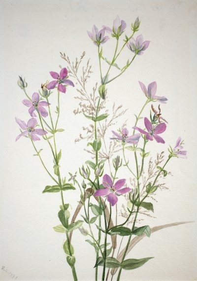 Gentianacease sabbalia angularis, 1880 da Mary Vaux Walcott