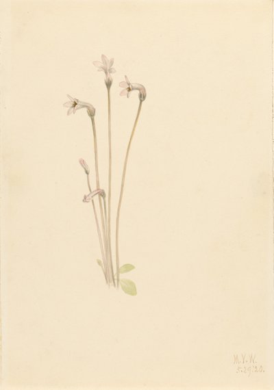 Ghostpipe (Thalesia uniflora) da Mary Vaux Walcott