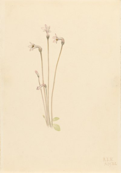Pianta Fantasma Thalesia uniflora da Mary Vaux Walcott