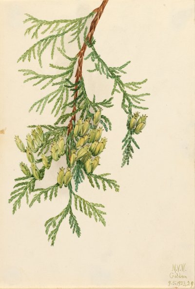 Thuja plicata (1923) da Mary Vaux Walcott