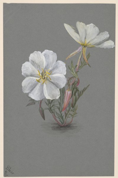 Elleborina gigante Epipactia gigantea, ca. 1880 da Mary Vaux Walcott
