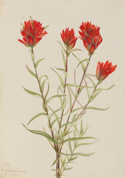 Pennello rosso gigante (Castilleja miniata) da Mary Vaux Walcott