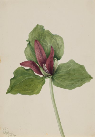 Trillium gigante Trillium chloropetalum, 1921 da Mary Vaux Walcott