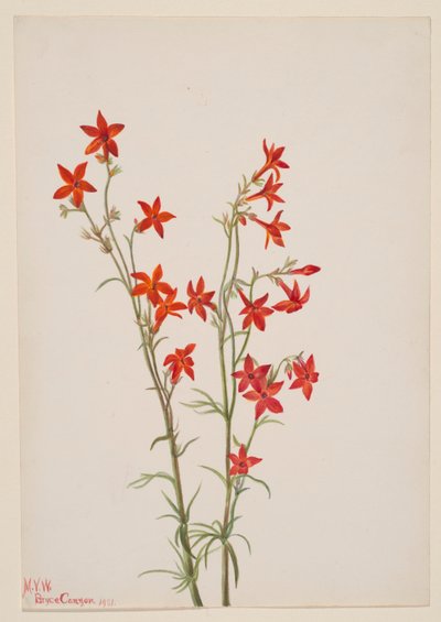 Gilia arizonica da Mary Vaux Walcott