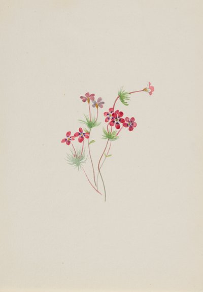 Gilia linanthus parviflorus da Mary Vaux Walcott