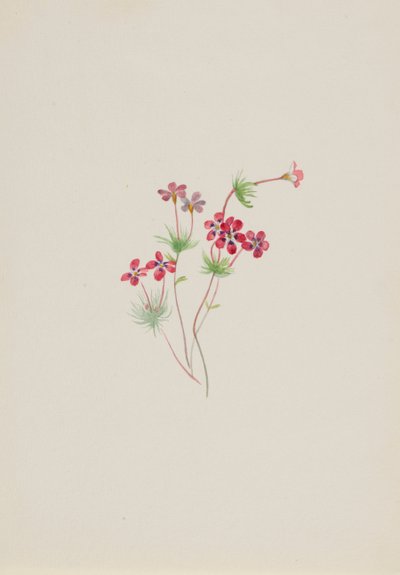 Gilia linanthus parviflorus da Mary Vaux Walcott