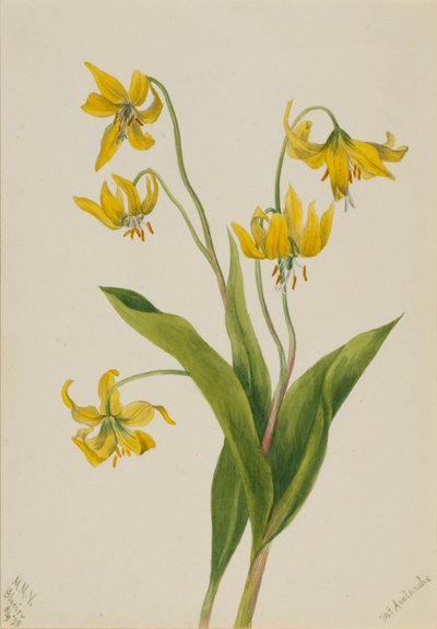 Ghiacciaio (Erythronium grandiflorum) da Mary Vaux Walcott