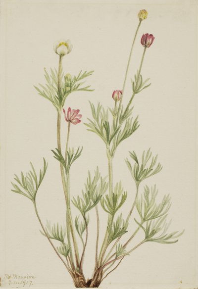 Globe Anemone (Anemone globosa) da Mary Vaux Walcott