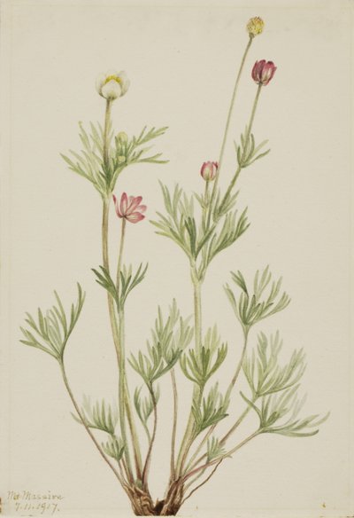 Anemone globosa, 1917 da Mary Vaux Walcott