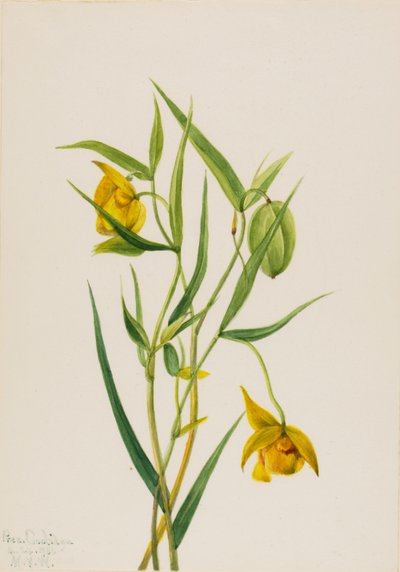 Lanterna fatata dorata Calochortus amabilis, 1936 da Mary Vaux Walcott