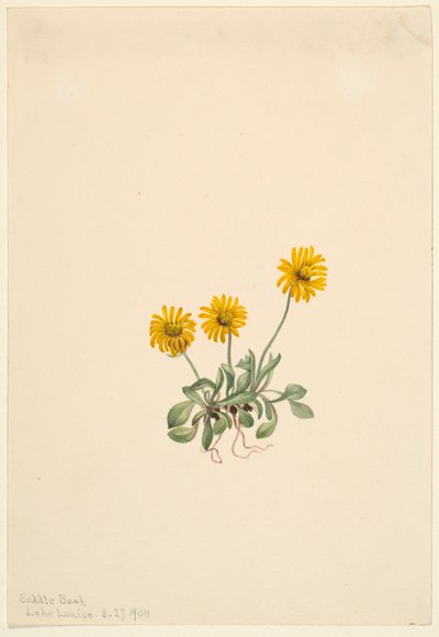 Flebo dorato (Erigeron aureus) da Mary Vaux Walcott