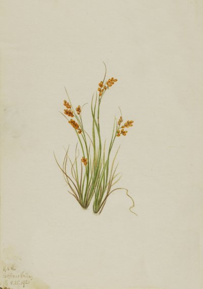 Carice dorata Carex aurea da Mary Vaux Walcott