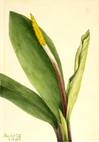Pianta d