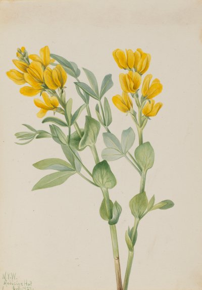 Goldenpea Thermopsis rhombifolia, 1923 da Mary Vaux Walcott