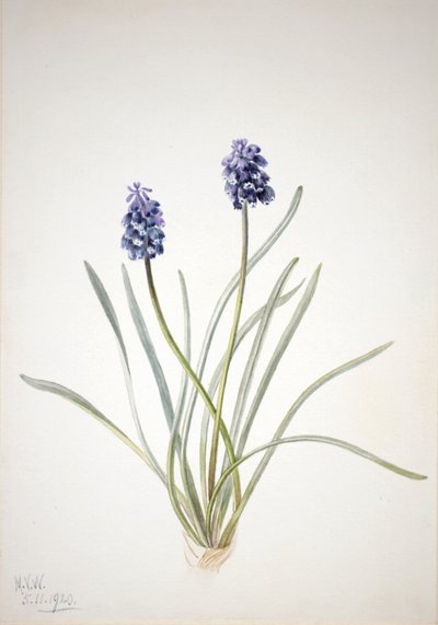 Giacinto a grappolo Muscari racemosum, 1920 da Mary Vaux Walcott