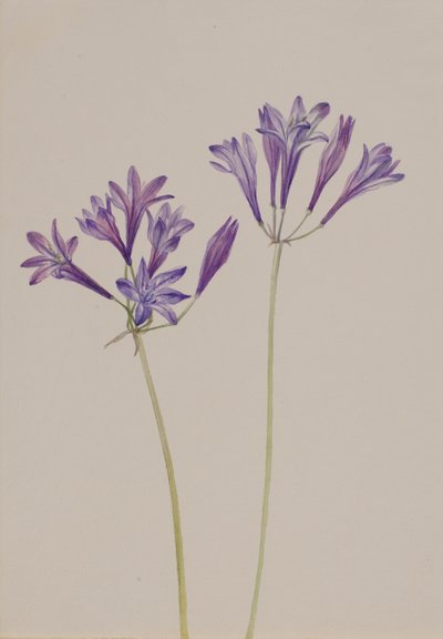 Erba Nut Brodiaea laxa da Mary Vaux Walcott
