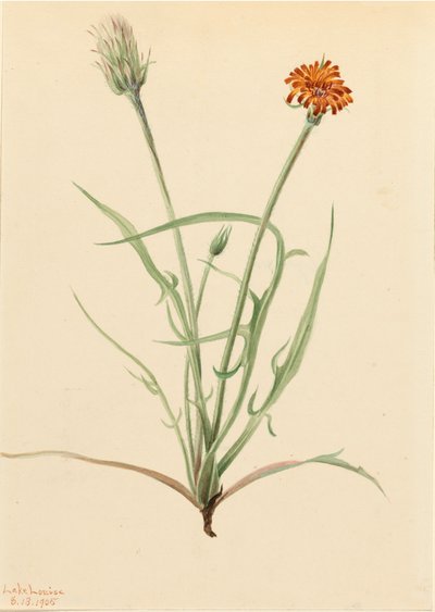 Agoseris graminifolia, 1905 da Mary Vaux Walcott