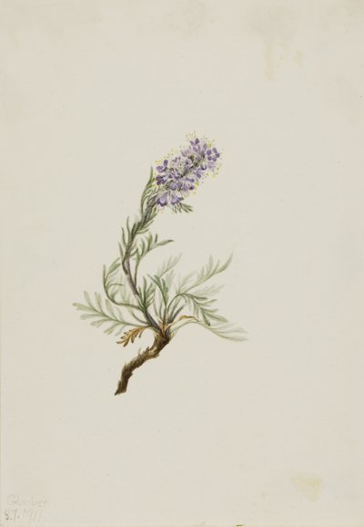 Phacelia grigia Phacelia sericea, 1911 da Mary Vaux Walcott