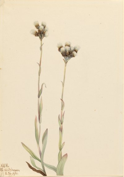 Passera grigia (Antennaria howellii) da Mary Vaux Walcott