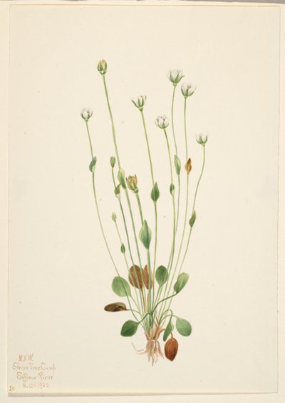Senecio canus (erba grigia) da Mary Vaux Walcott