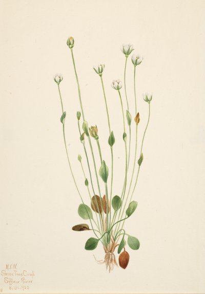 Senecio canus grigio, 1920 da Mary Vaux Walcott