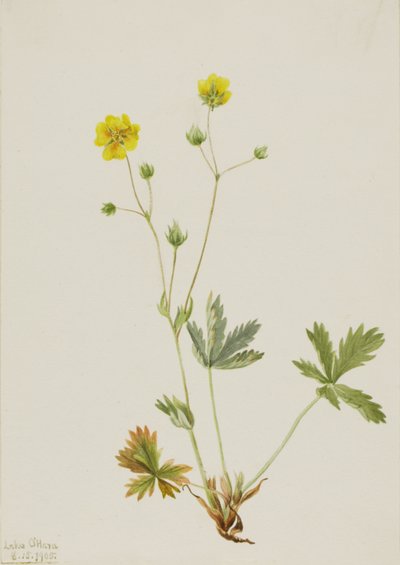 Potentilla glaucophylla da Mary Vaux Walcott