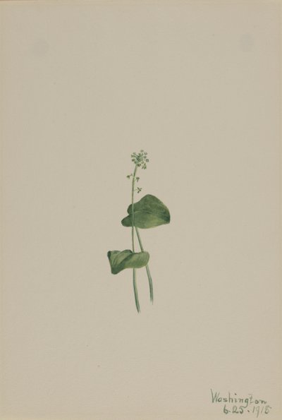 Bocca di vipera verde (Malaxis unifolia) da Mary Vaux Walcott