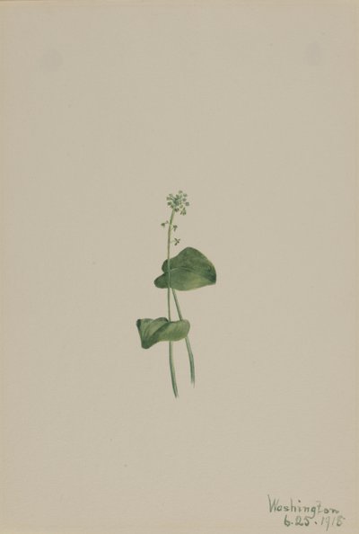 Malaxis unifolia da Mary Vaux Walcott