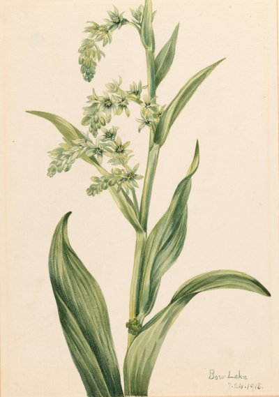 Cavolo orsino (Veratrum viride) da Mary Vaux Walcott