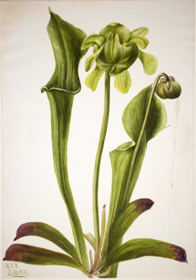 Pianta grassa verde (Sarracenia orephila) da Mary Vaux Walcott