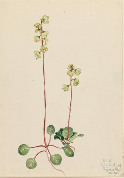 Pirola verde (Pyrola chlorantha) da Mary Vaux Walcott