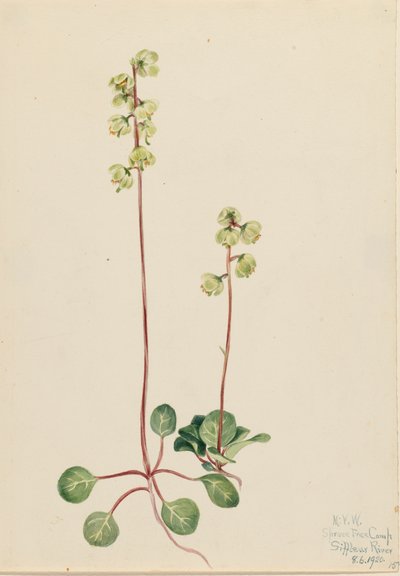 Pyrola verde da Mary Vaux Walcott