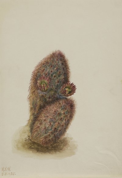 Cactus fragola verde (Echinocereus viridiflorus) da Mary Vaux Walcott