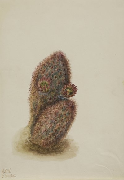 Cactus fragola verde Echinocereus viridiflorus, 1925 da Mary Vaux Walcott