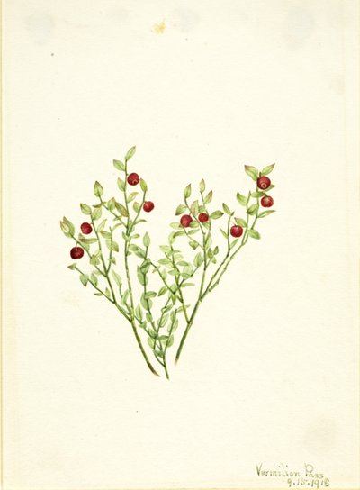 Mirtillo nero (Vaccinium scoparium) da Mary Vaux Walcott