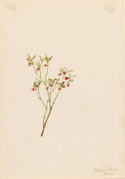 Mirtillo nero (Vaccinum scoparium) da Mary Vaux Walcott