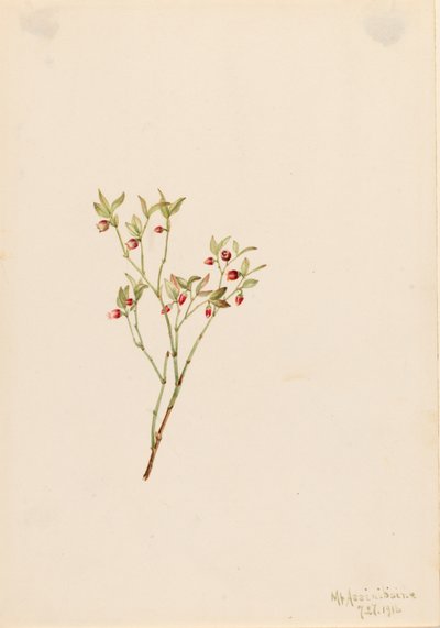 Grouse Whortleberry Vaccinum scoparium, 1916 da Mary Vaux Walcott