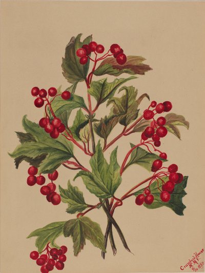 Viburno americano, 1880 da Mary Vaux Walcott