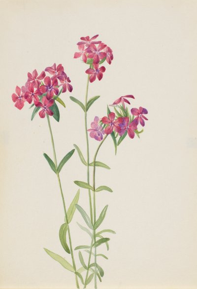 Flox Peloso Phlox amoena da Mary Vaux Walcott
