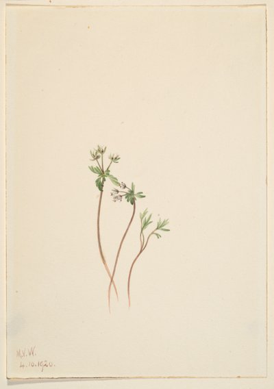 Precursore della primavera (Erigenia bulbosa) da Mary Vaux Walcott