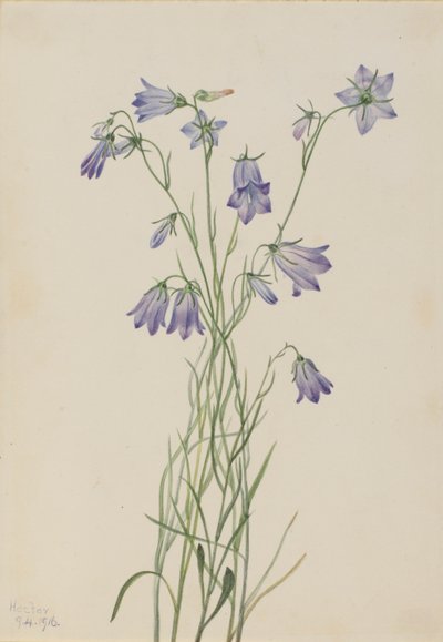 Campanula rotundifolia (Harebell) da Mary Vaux Walcott